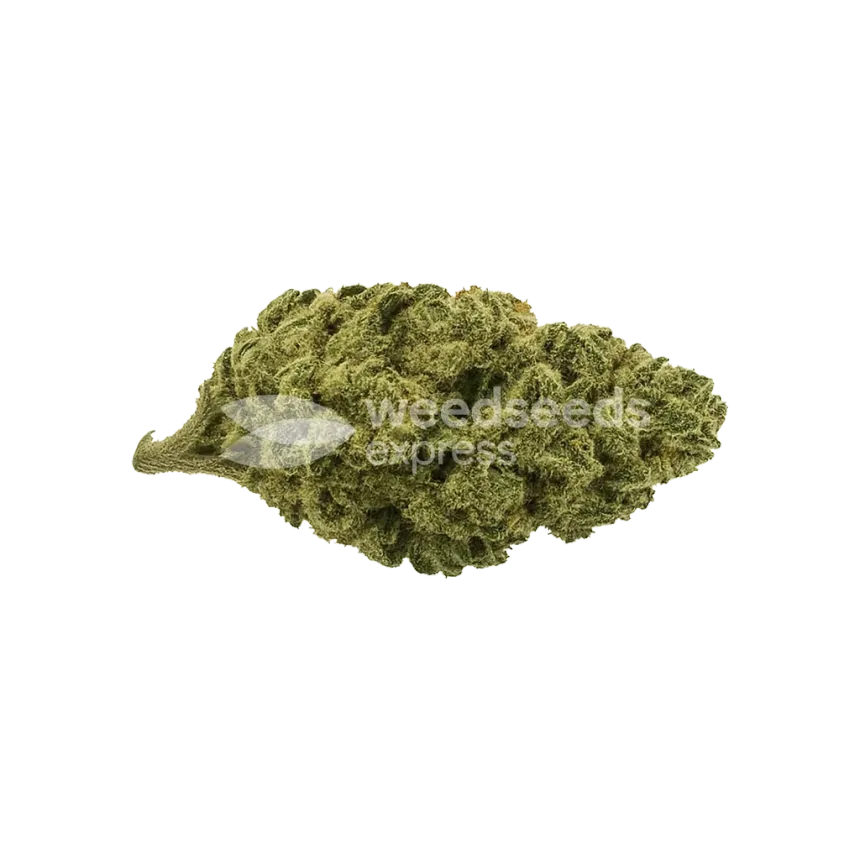 Bud de Black Widow Auto