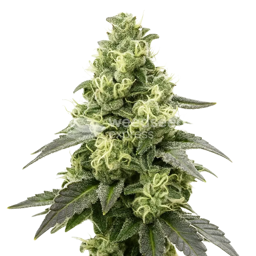 Plante de Black Widow Auto