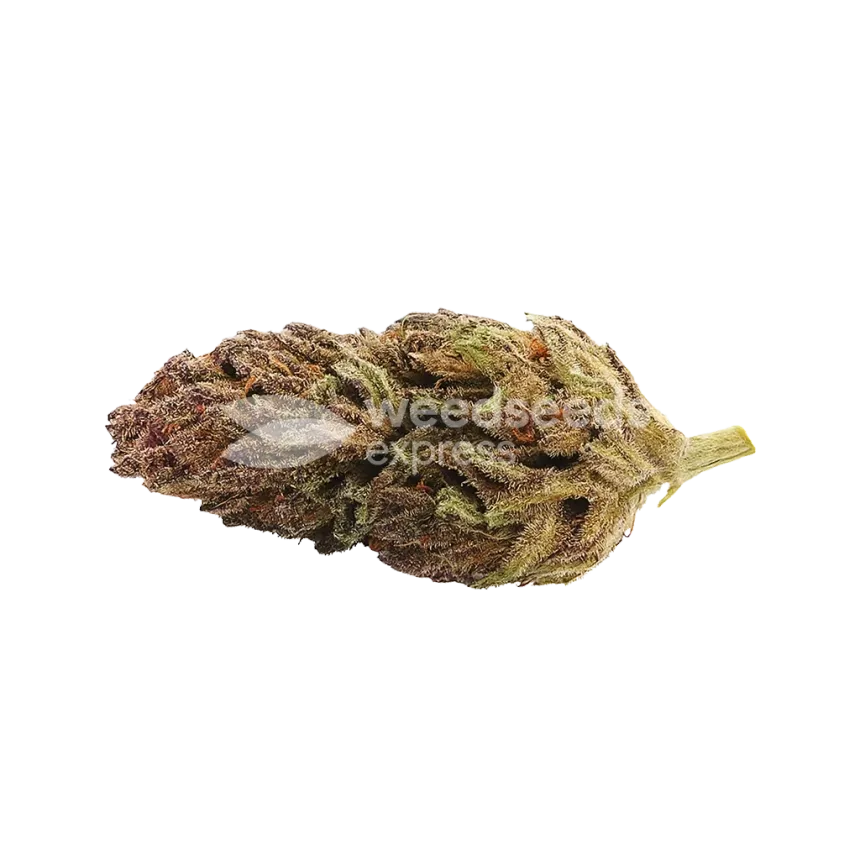 Bud de Blackberry Kush Auto