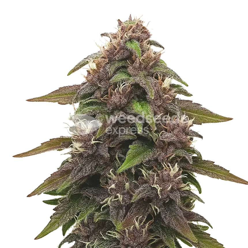 Plante de Blackberry Kush Auto