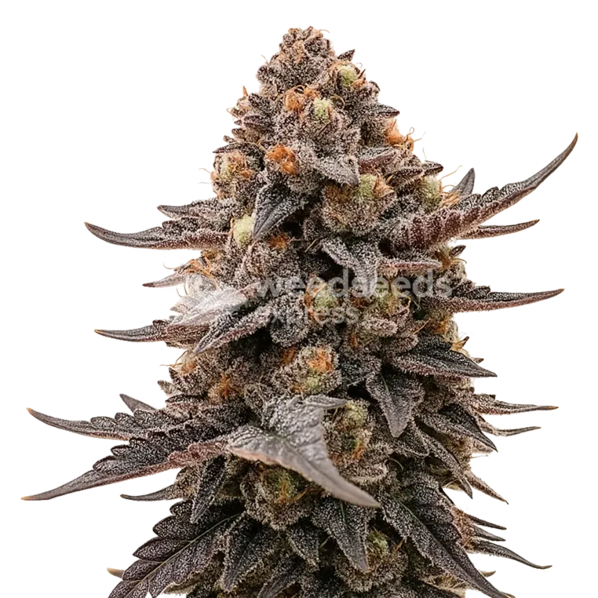 Plante de Blackberry Moonrocks Auto