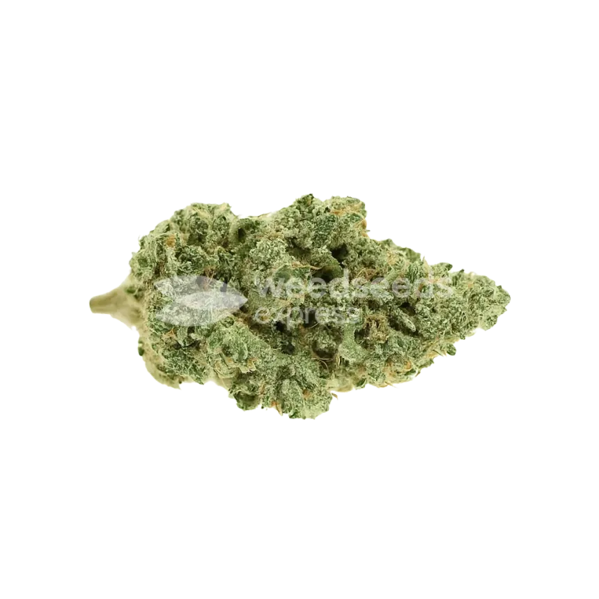 Bud de Blue Amnesia Auto