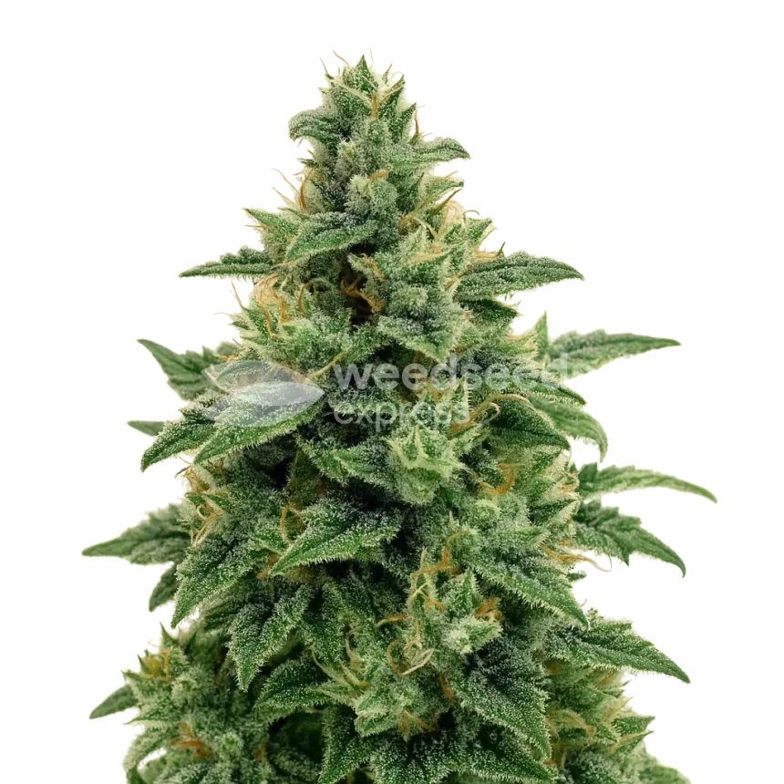 Plante de Blue Amnesia Auto