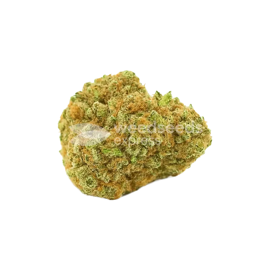 Bud de Blue Cheese Auto