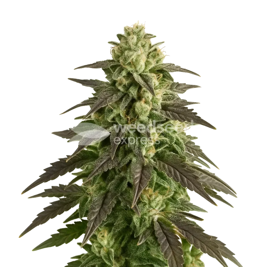 Plante de Blue Cheese Auto
