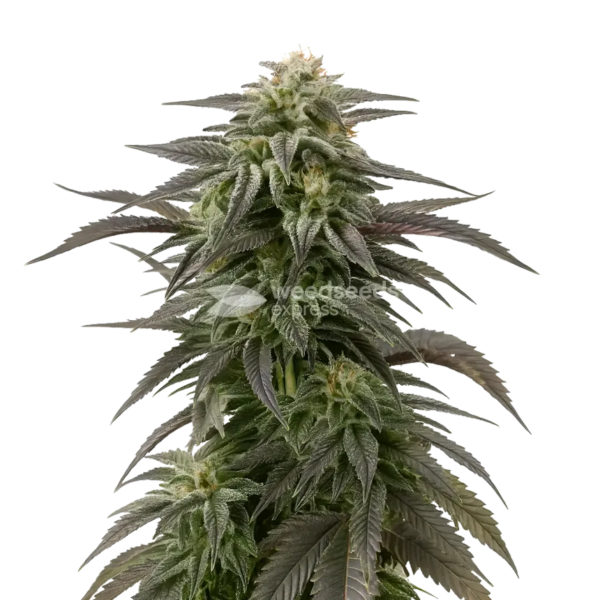 Plante de cannabis Blue Cheese