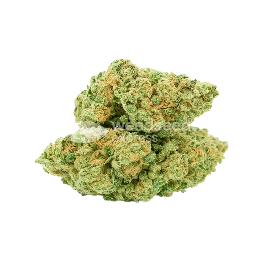 Bud de Blue Dream Auto