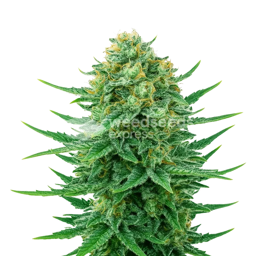 Plante de Blue Dream Auto