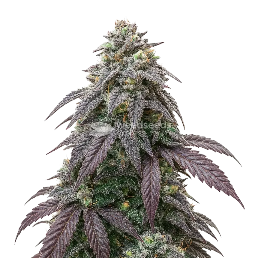 Plante de cannabis Blue Zushi