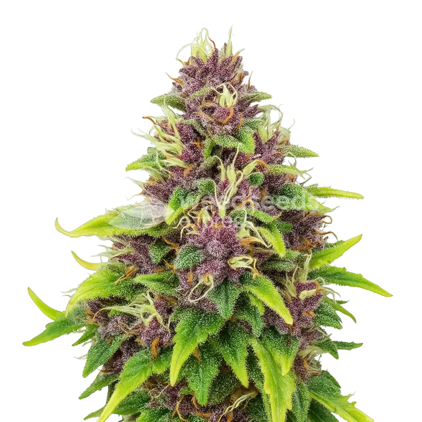 Plante de Blueberry Auto