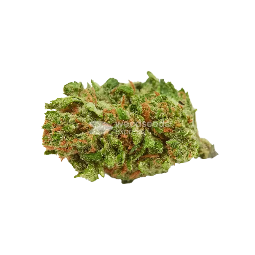 Blueberry Muffin Bud