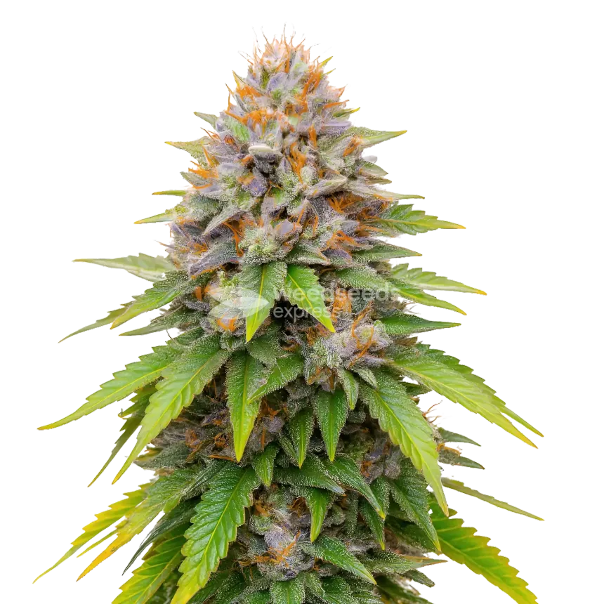 Plante de cannabis Blueberry Muffin