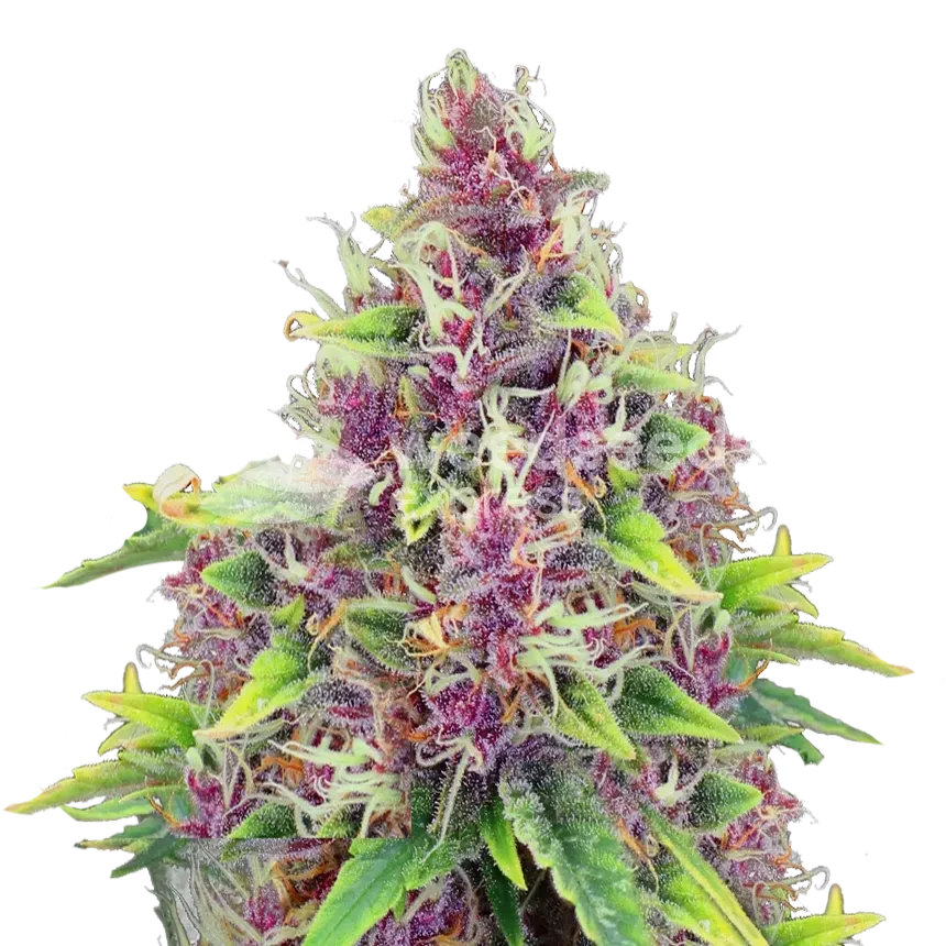 Blueberry Plante