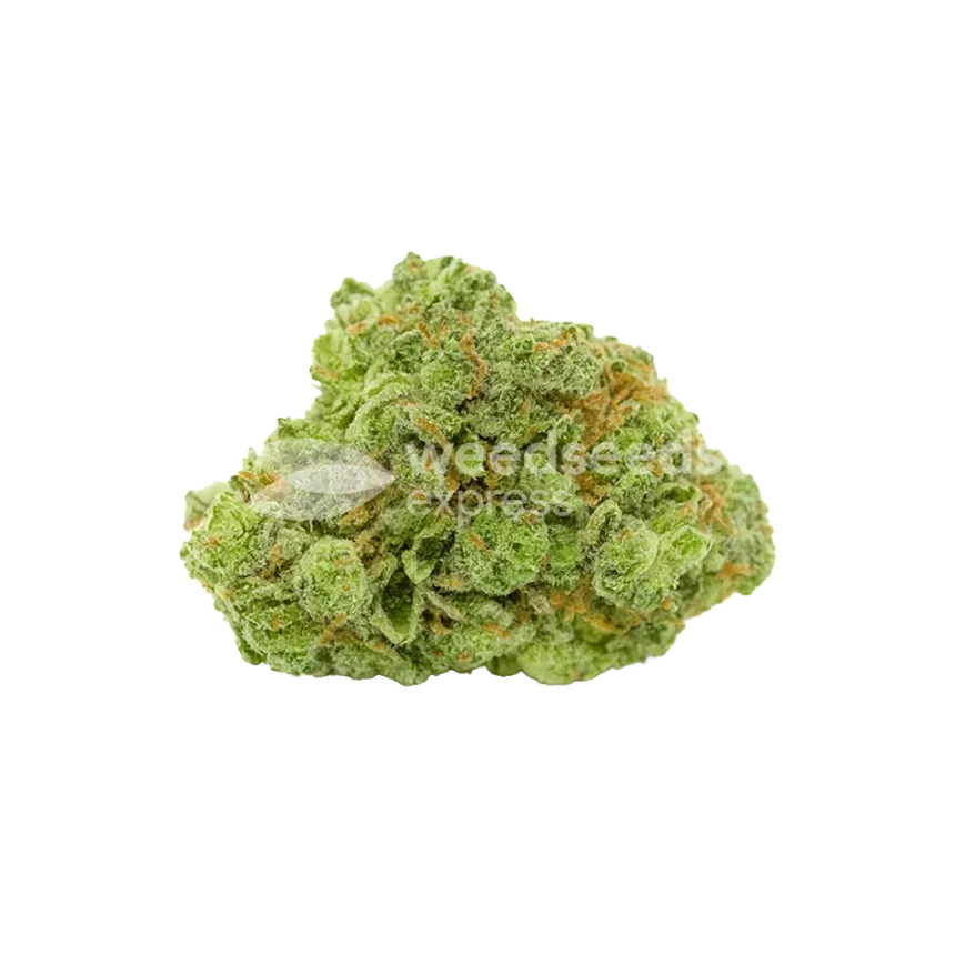 Bud de Bruce Banner Auto