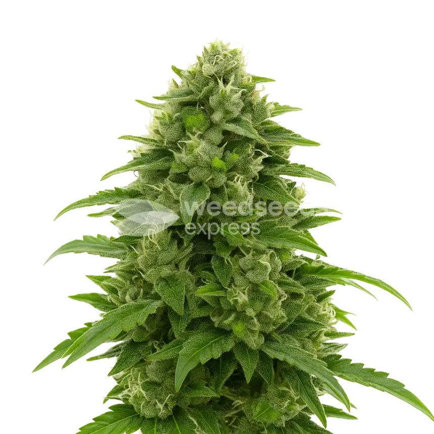 Plante de Bruce Banner Auto