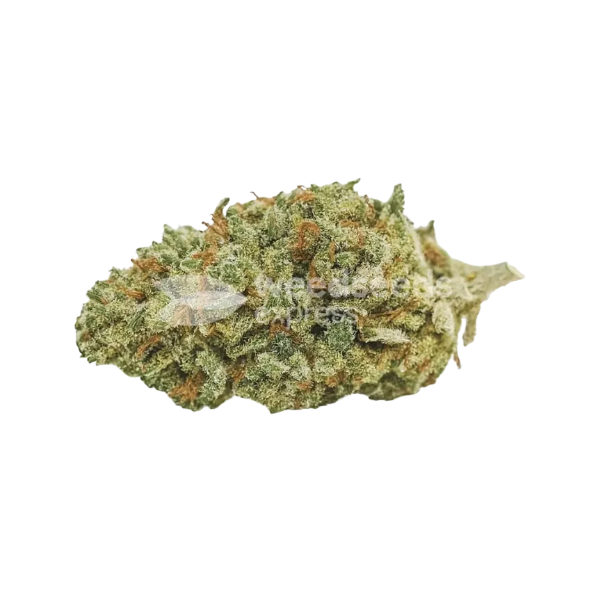 Bud de Bubba Kush Auto