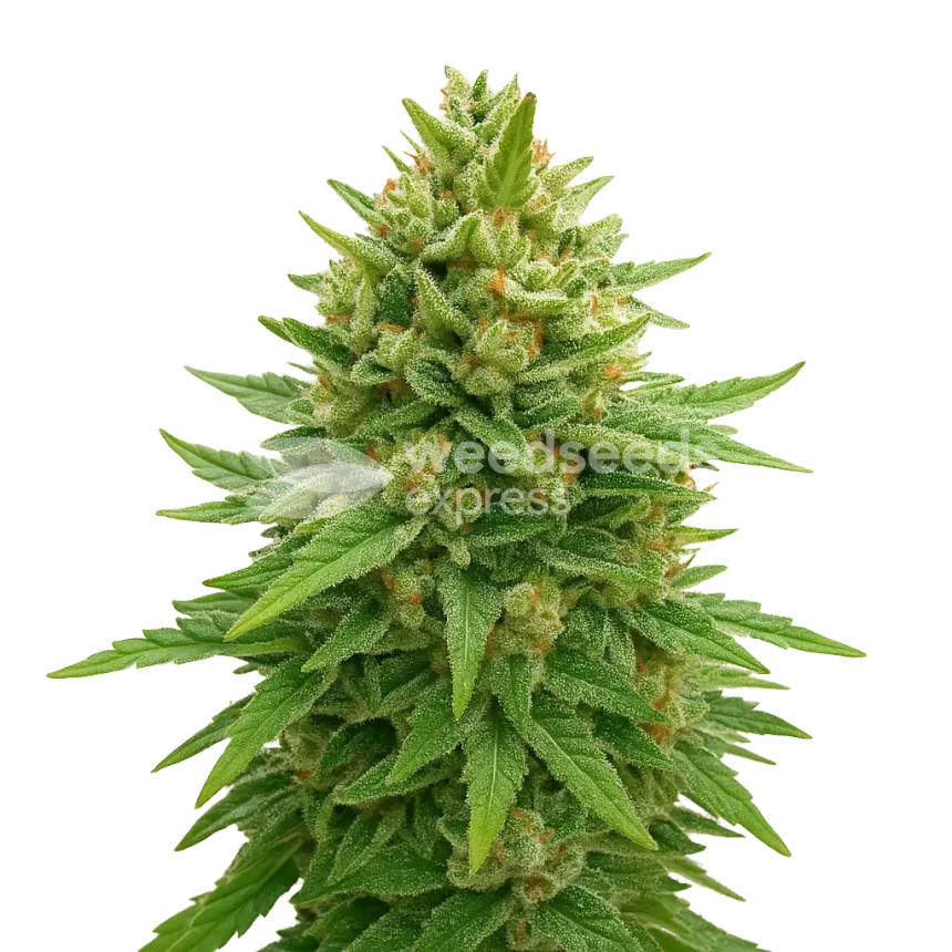 Plante de Bubba Kush Auto
