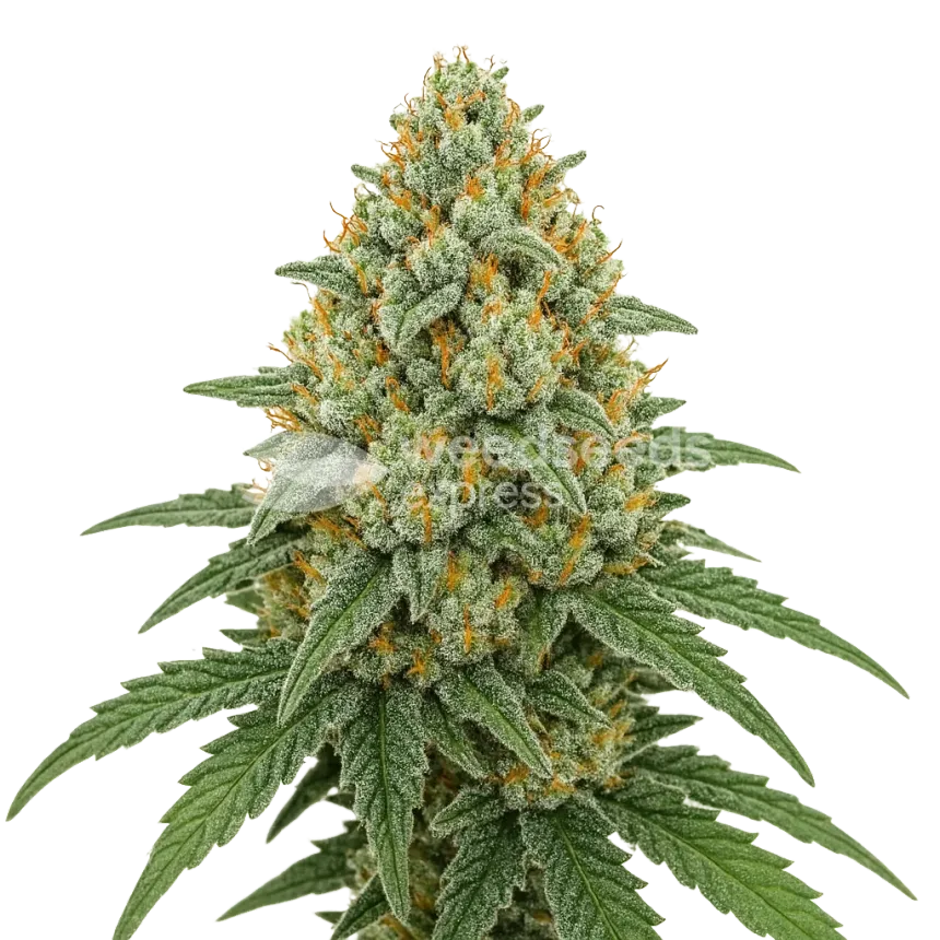 Plante de Bubblegum Sherbet Auto
