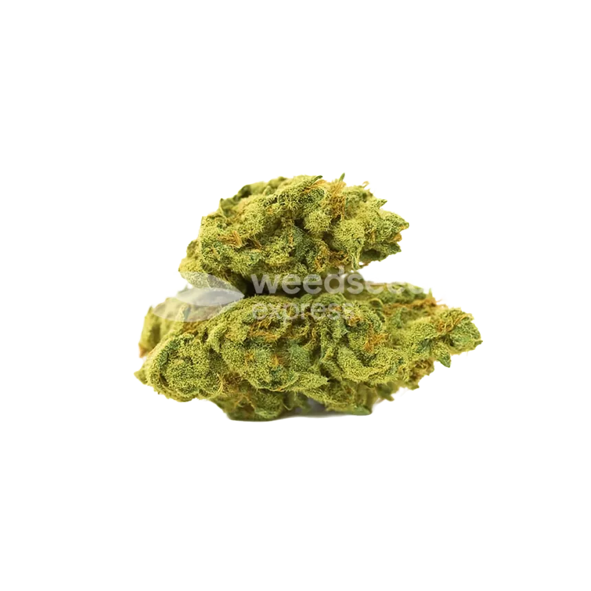 Bud de C. Banana Auto