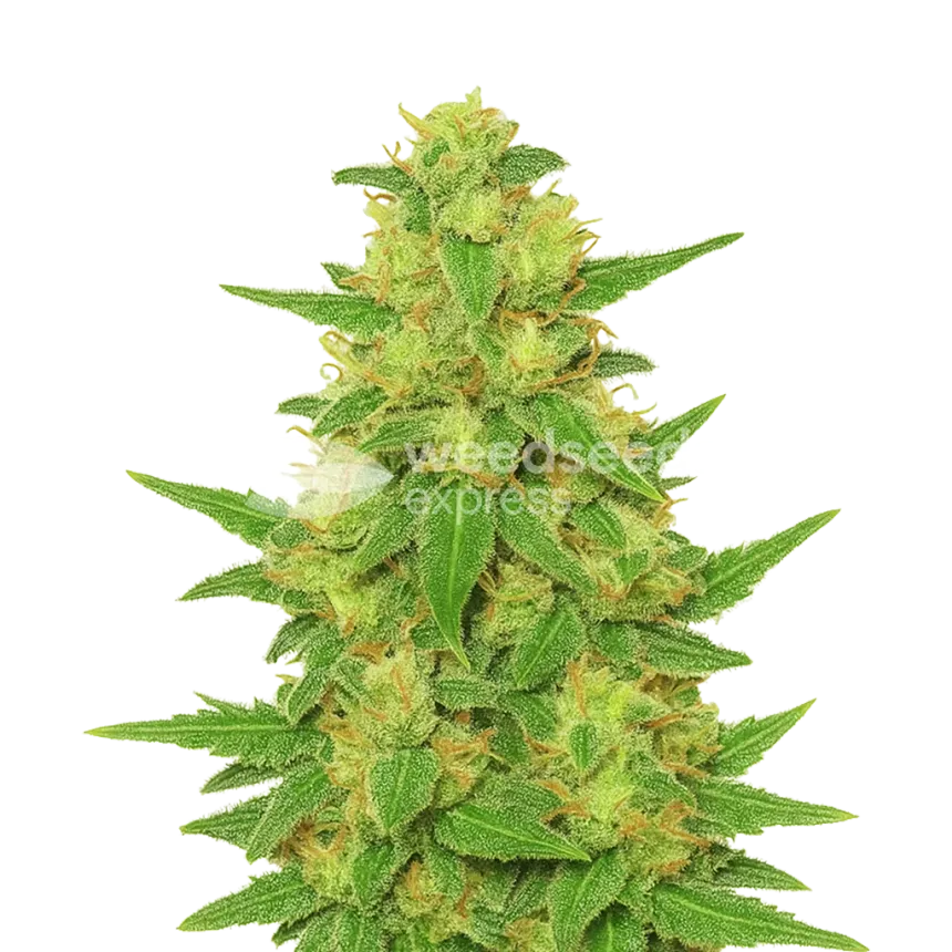 Plante de C. Banana Auto