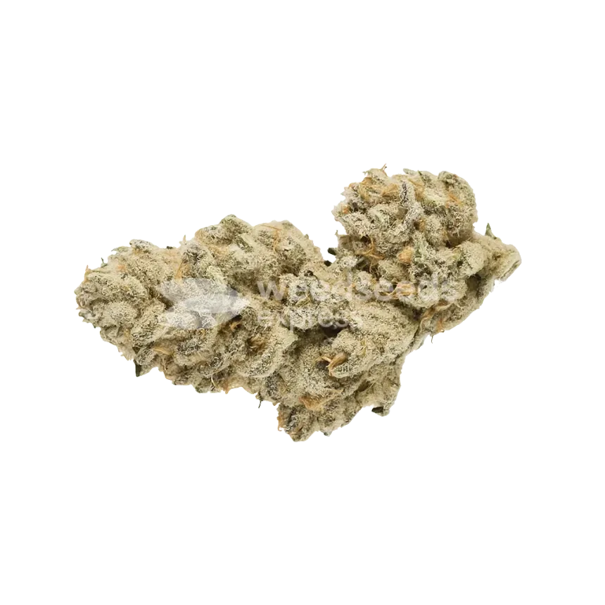 Bud de Cap Junky Auto