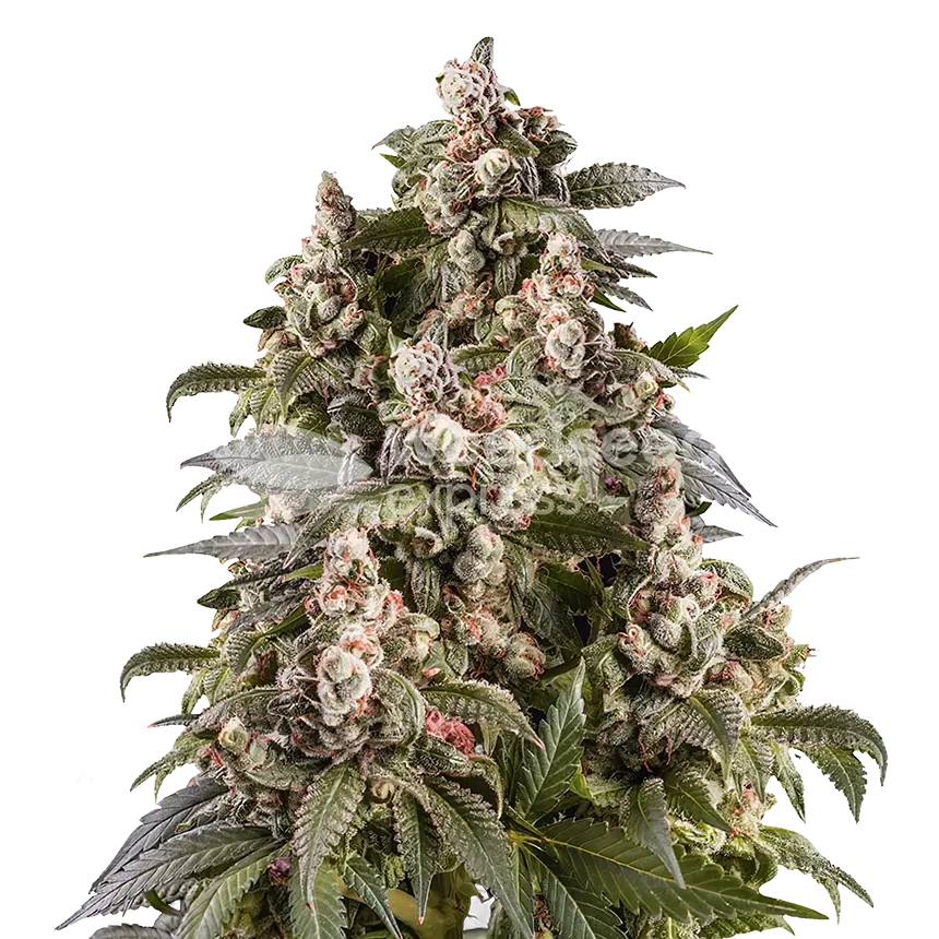 Cap Junky Plante