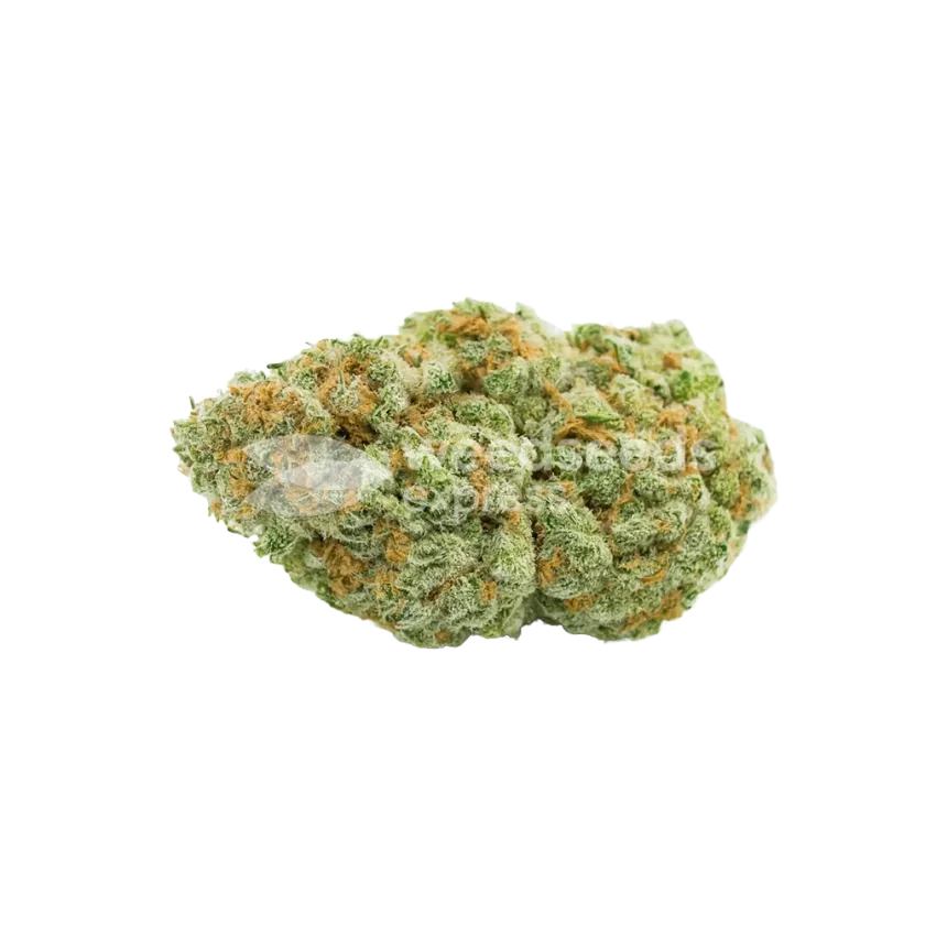 Bud de CBD Critical Mass Auto