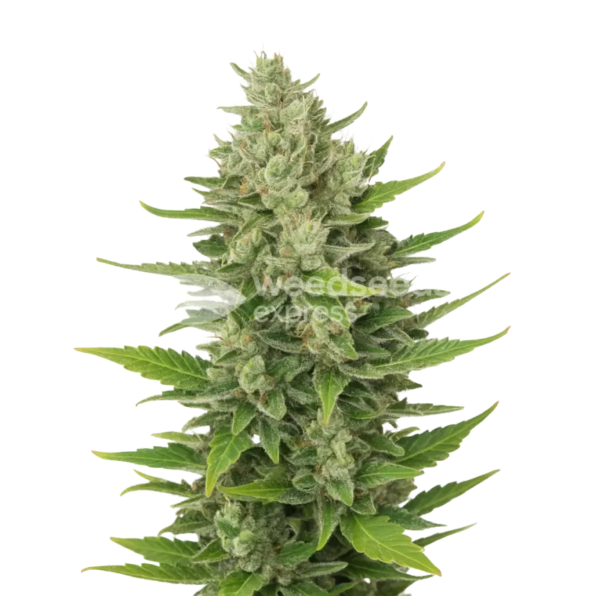 Plante de CBD Critical Mass Auto