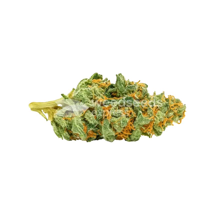 Bud de CBD Express Auto