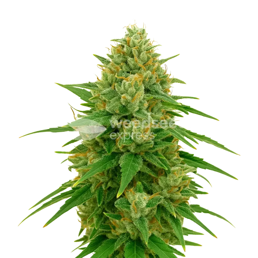 Plante de CBD Express Auto