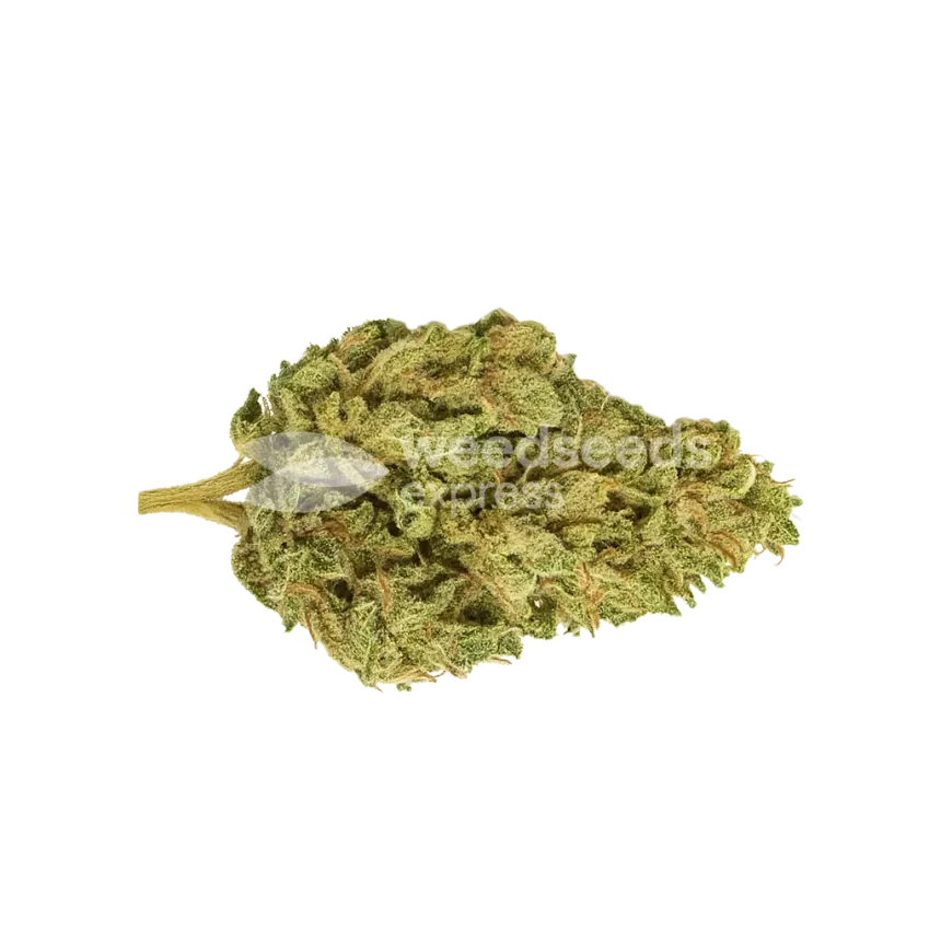 Bud de CBD Kush Auto