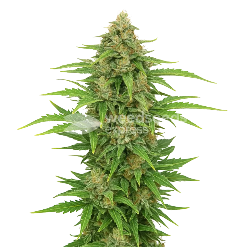 Plante de CBD Kush Auto