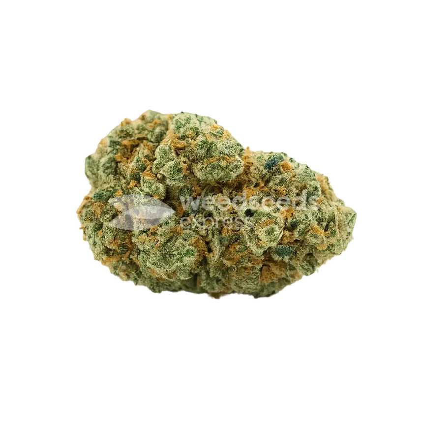 Bud de CBD White Widow Auto