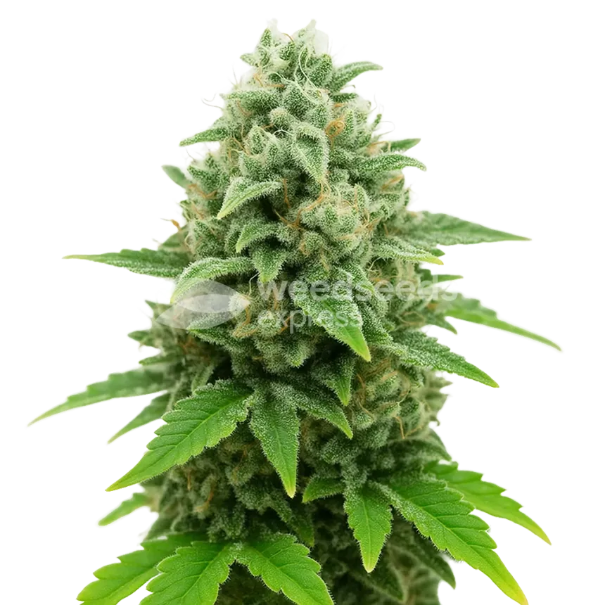 Plante de CBD White Widow Auto