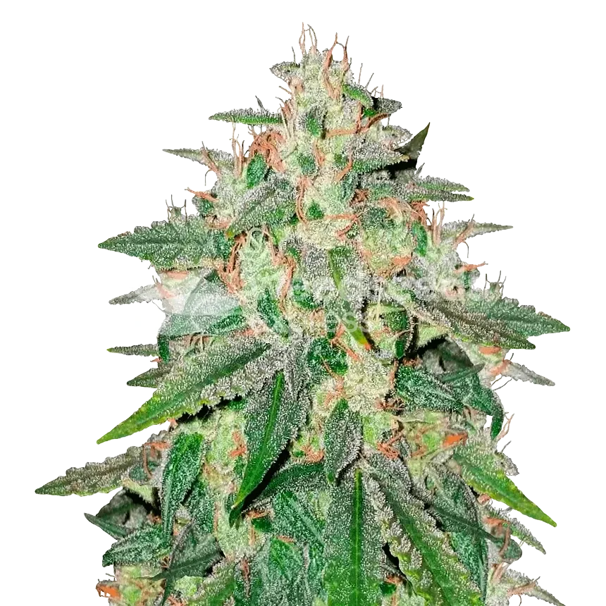 Cereal Milk Plante