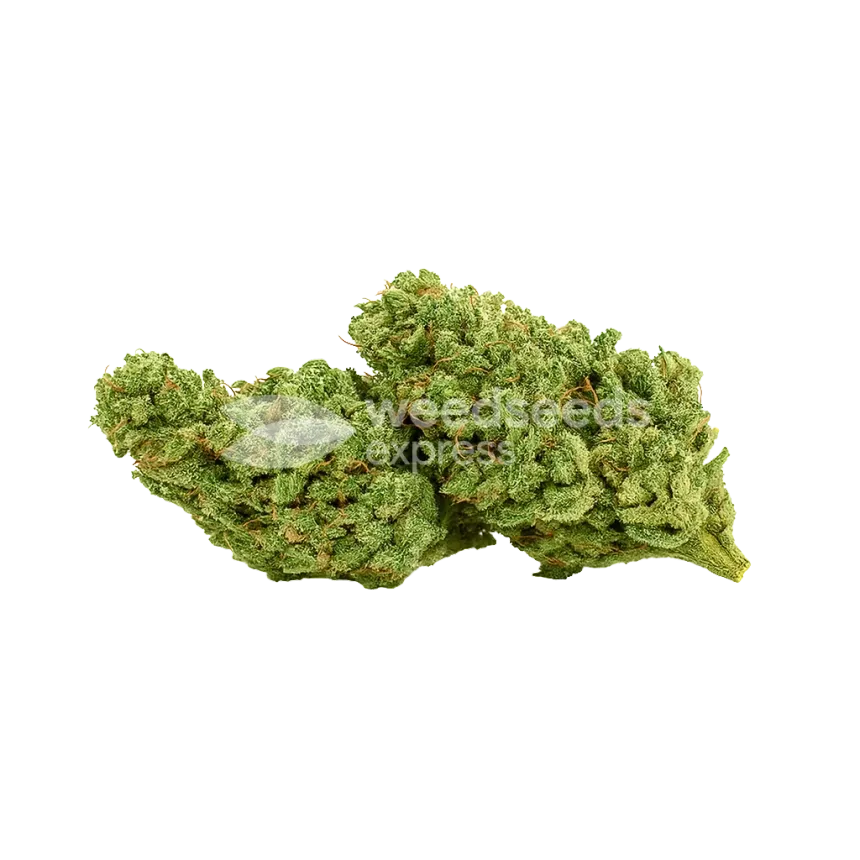 Bud de Cherry AK Auto