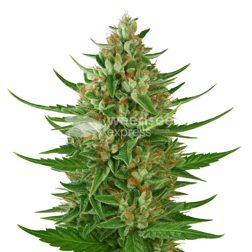 Plante de Cherry AK Auto