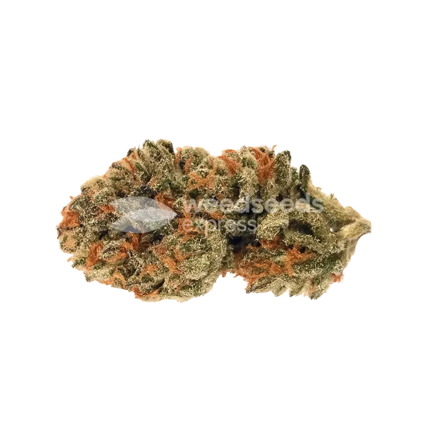 Bud de Cherry Pie Auto