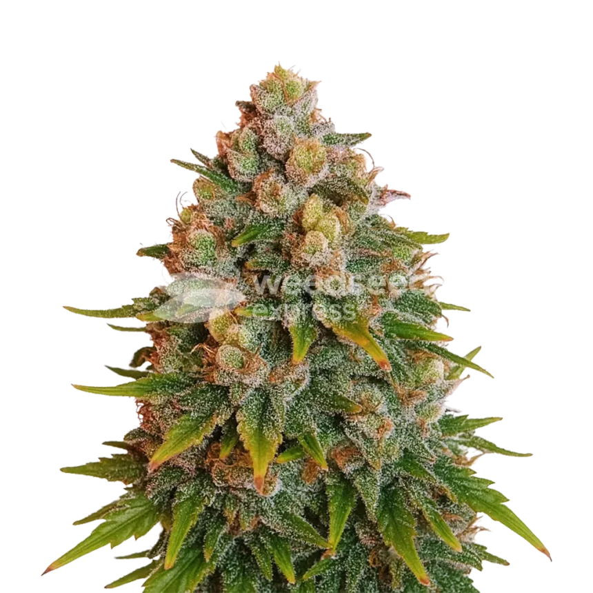 Plante de Cherry Pie Auto