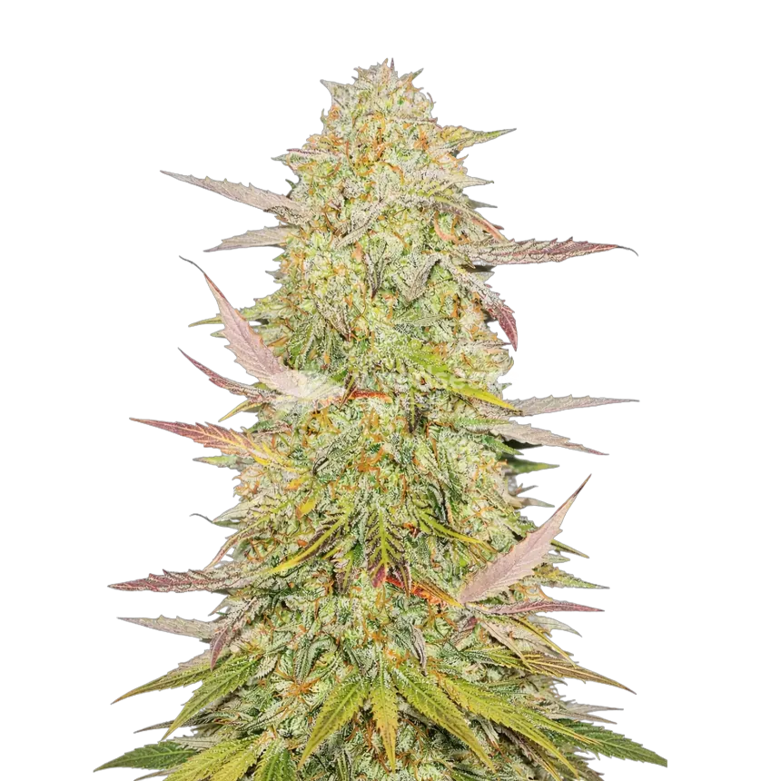 Plante de cannabis Chronic
