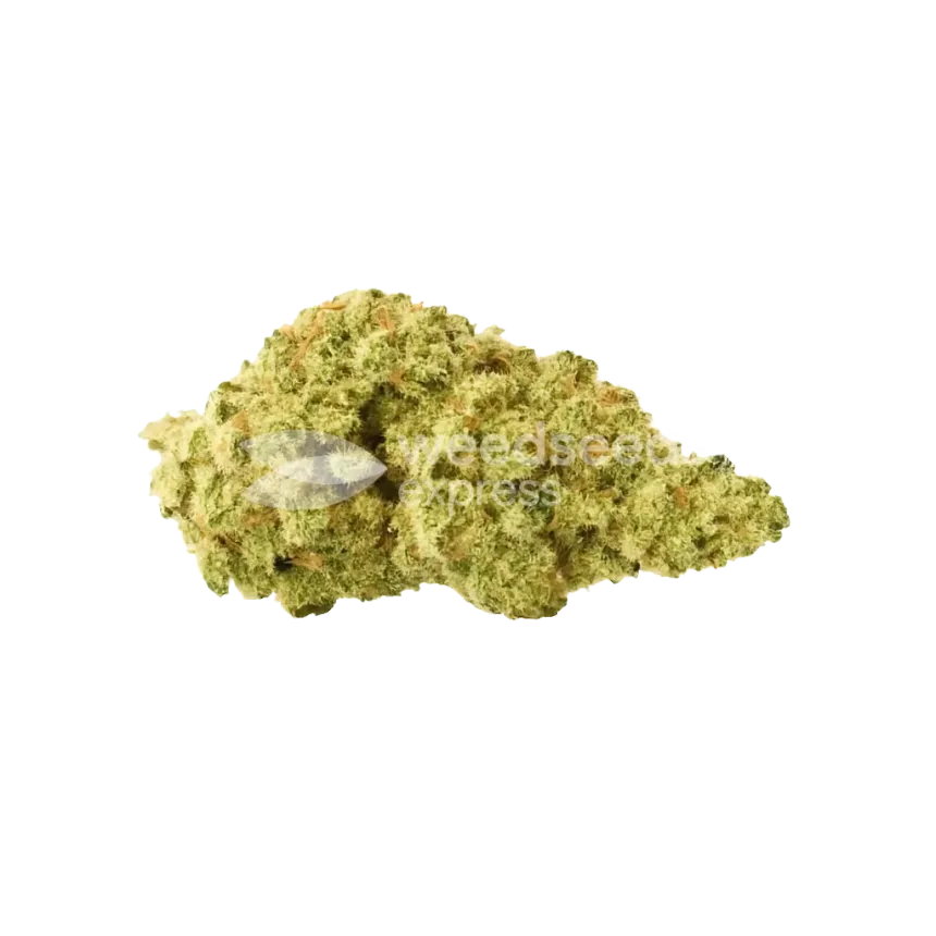 Bud de Colombian Gold Auto