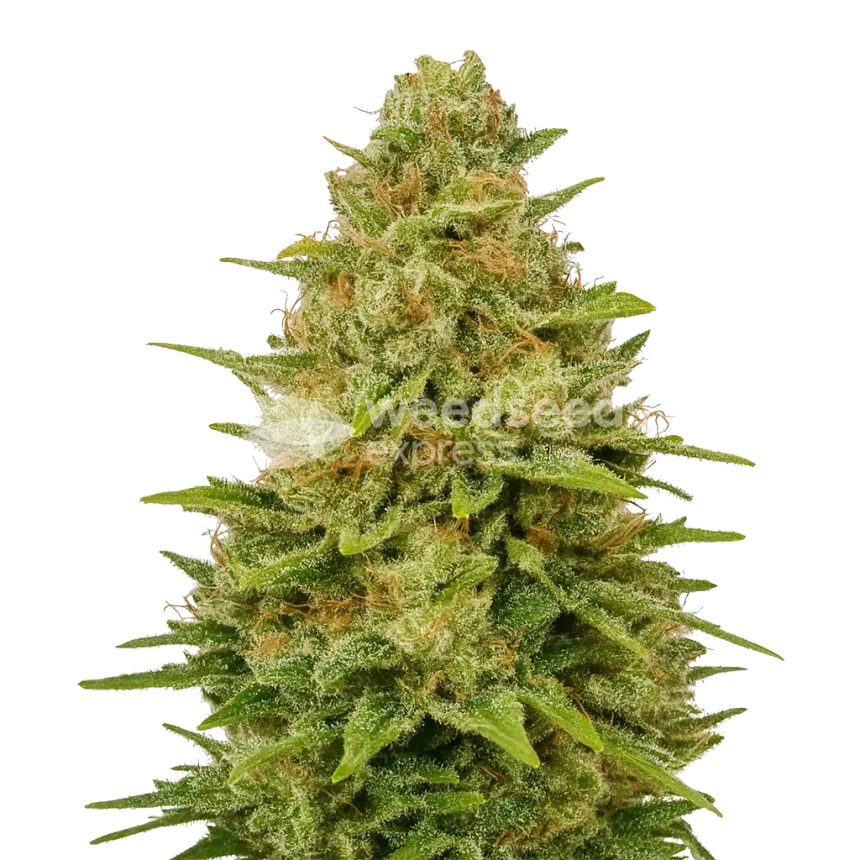 Plante de Colombian Gold Auto