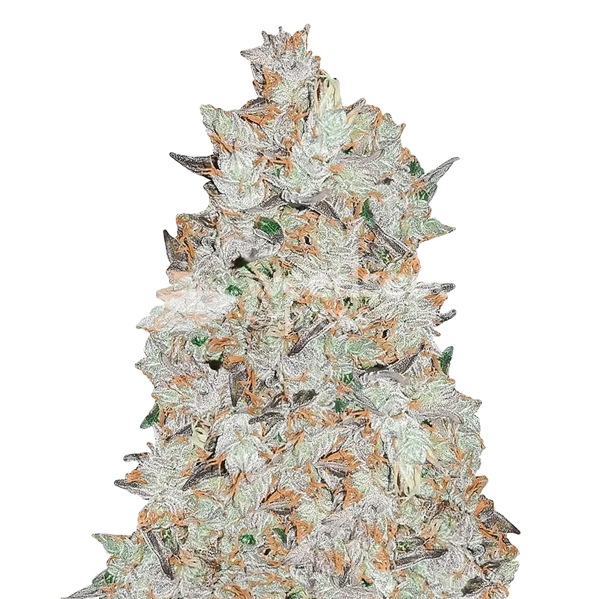 Cookies and Cream Plant