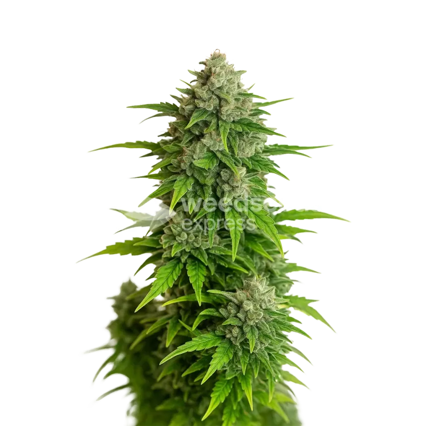 Plante de Critical Auto