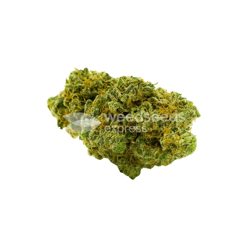 Bud de Critical Jack Auto