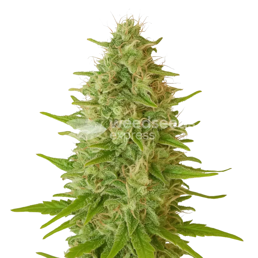 Plante de Critical Jack Auto