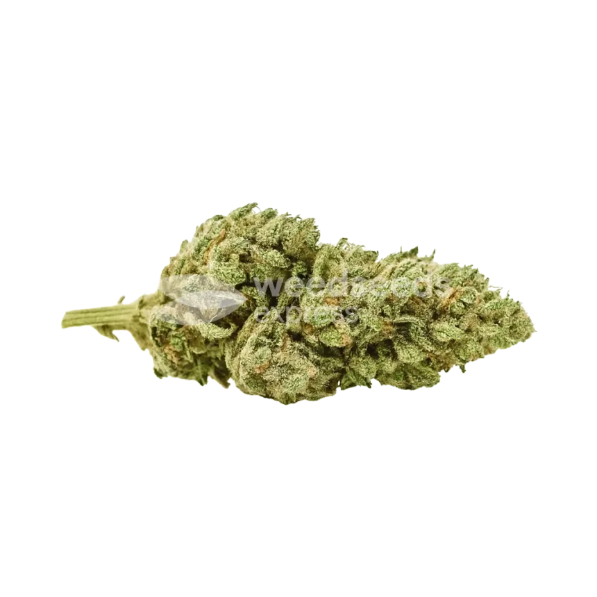Bud de Critical Purple Auto