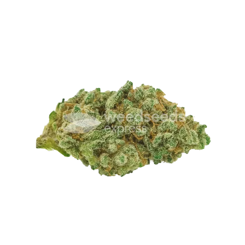 Bud de Diesel Auto