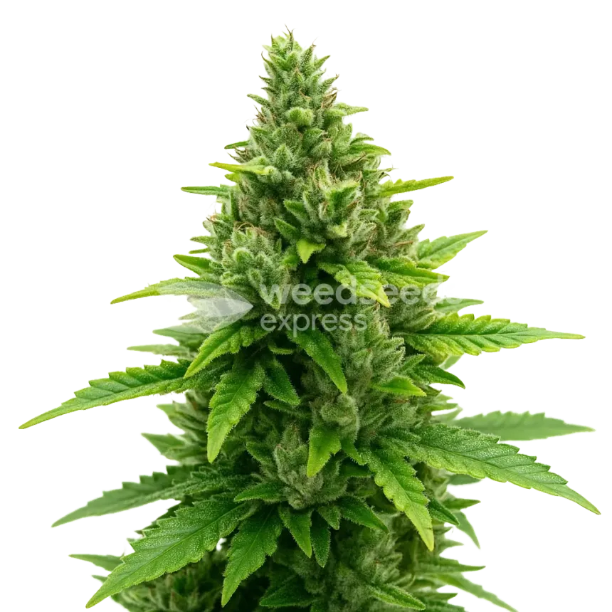 Plante de Diesel Auto