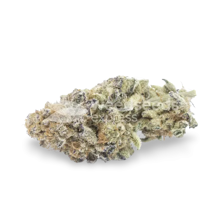 do-si-dos bud